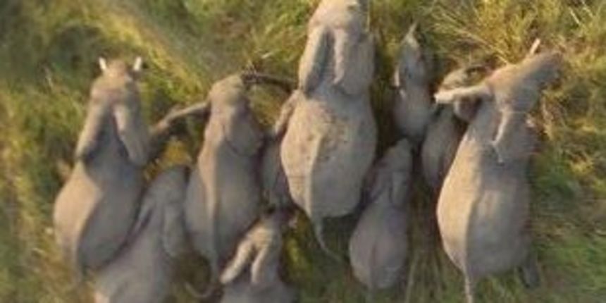 Krdo slonova, Google Earth ( foto: net.hr) Krdo slonova, Google Earth ( foto: net.hr)