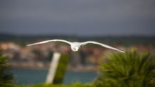 Galebov let (foto:Saša Čuka)