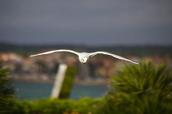 Galebov let (foto:Saša Čuka)
