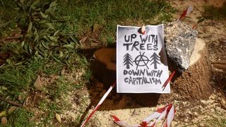 Prosvjed građana zbog odluke Grada da posječe drvored fafarikula u Vruljici Prosvjed građana zbog odluke Grada da posječe drvored fafarikula u Vruljici