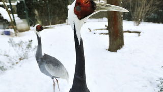 Zagreb, 100212. 
Osim sto je zabijelio grad, snijeg je prekrio i nastambe zivotinja u Zooloskom vrtu. Neke su dobro prihvatile hladnije uvjete, dok su se druge skrivale u svojim zidanim nastambama.
Na slici: mongolski zdral.
Foto: Boris Kovacev / CROPIX