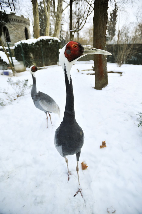 Zagreb, 100212. 
Osim sto je zabijelio grad, snijeg je prekrio i nastambe zivotinja u Zooloskom vrtu. Neke su dobro prihvatile hladnije uvjete, dok su se druge skrivale u svojim zidanim nastambama.
Na slici: mongolski zdral.
Foto: Boris Kovacev / CROPIX