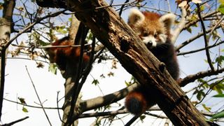 Bebe crvene pande u zagrebackom ZOO-u, Foto: ZOO Zagreb Bebe crvene pande u zagrebackom ZOO-u, Foto: ZOO Zagreb