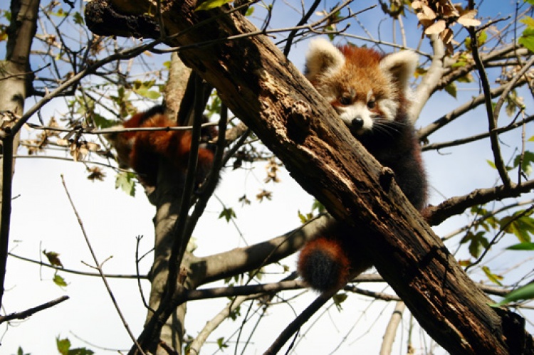 Bebe crvene pande u zagrebackom ZOO-u, Foto: ZOO Zagreb Bebe crvene pande u zagrebackom ZOO-u, Foto: ZOO Zagreb