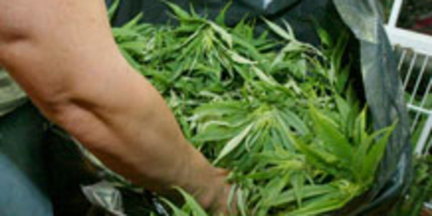 marihuana (foto: Beta)