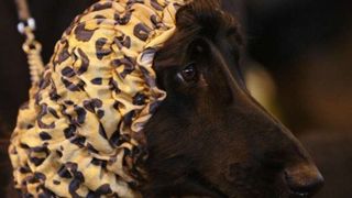 Izložba pasa Crufts 2009 u Birminghamu (Javno.hr)