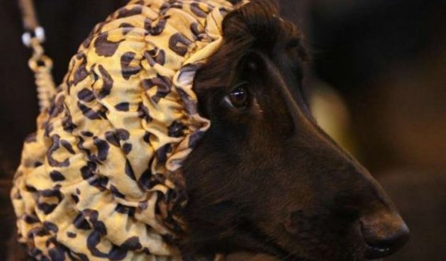 Izložba pasa Crufts 2009 u Birminghamu (Javno.hr)