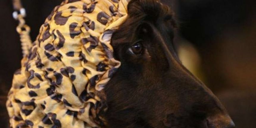 Izložba pasa Crufts 2009 u Birminghamu (Javno.hr)