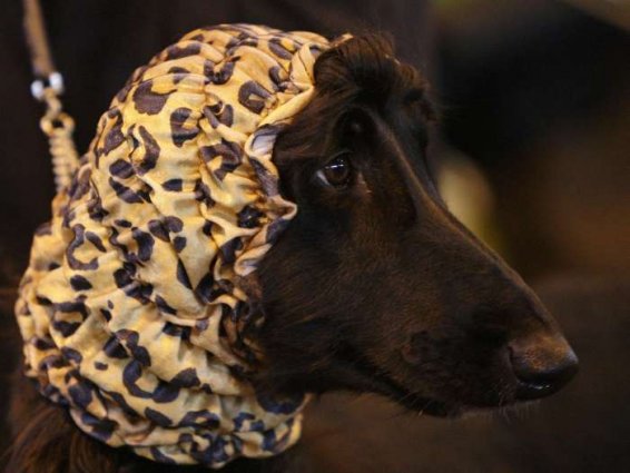 Izložba pasa Crufts 2009 u Birminghamu (Javno.hr)