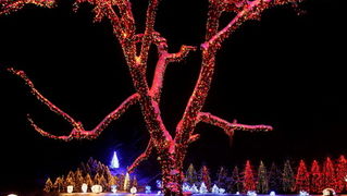 Cazma, 161209.
Grabovnica pokraj Cazme – Bozicna prica obitelji Salaj.
Zlatko Salaj ukrasio je i ove godine cijelo imanje s oko 1 milijun lampica. 
Za posjetitelje ce imanje biti otvoreno od subote 19.12. – 06. sijecnja od 17 h -21h.
Foto: Goran Mehkek /