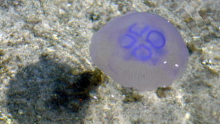 Pula, 240511.

Najezda meduza u pulskoj uvali Valkane  po imenu “Aurelia Aurita” ili u narodu poznatija kao “uhati klobuk” lako se prepoznaju po prozirnom klobuku s cetiri ljubicasta kruga. Iako ih nije ugodno vidjeti, osobito u velikom broju, ova je vrst