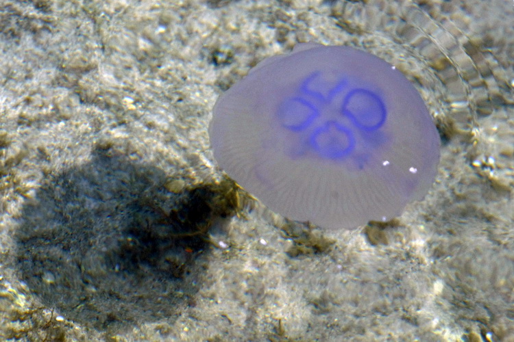 Pula, 240511.

Najezda meduza u pulskoj uvali Valkane  po imenu “Aurelia Aurita” ili u narodu poznatija kao “uhati klobuk” lako se prepoznaju po prozirnom klobuku s cetiri ljubicasta kruga. Iako ih nije ugodno vidjeti, osobito u velikom broju, ova je vrst