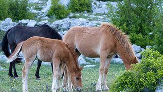 Velebitski divlji konji, Foto: Leo Banić