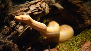 Otvorenje izložbe “Zmije – opasna ljepota”, foto: Iva Perinčić Otvorenje izložbe “Zmije – opasna ljepota”, foto: Iva Perinčić