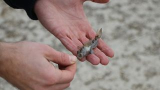 Mladi virski šampioni u udičarenju u emisiji HRT-a “More” Mladi virski šampioni u udičarenju u emisiji HRT-a “More”