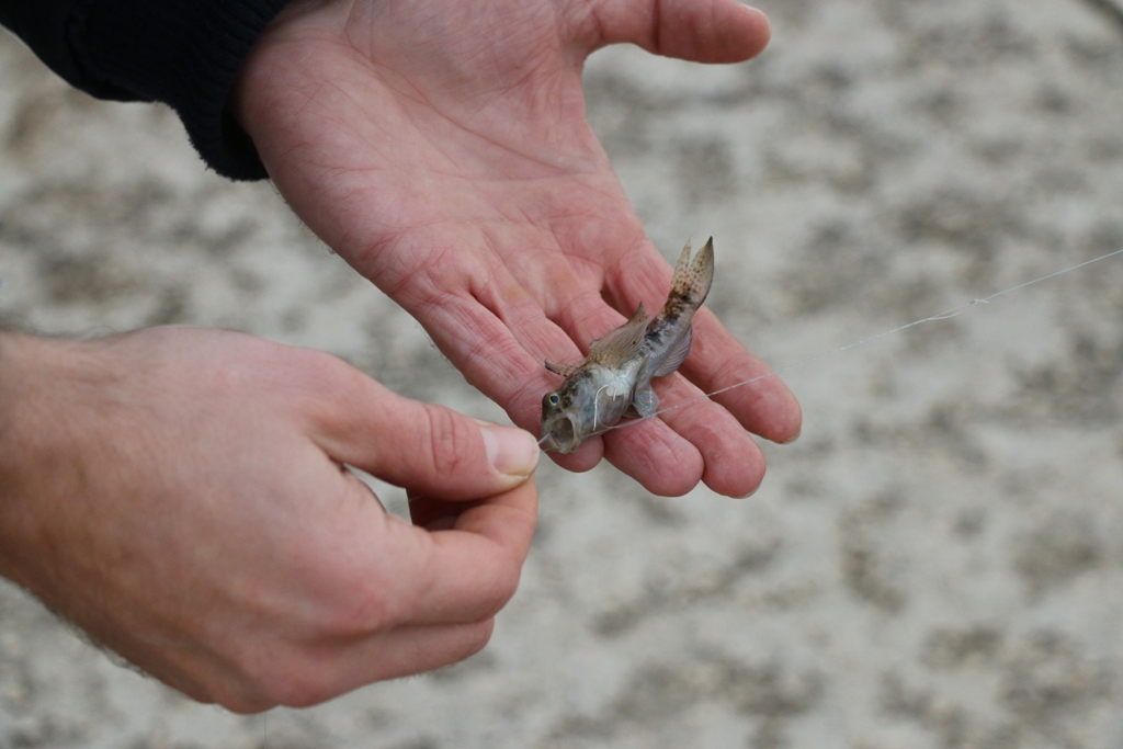 Mladi virski šampioni u udičarenju u emisiji HRT-a “More” Mladi virski šampioni u udičarenju u emisiji HRT-a “More”