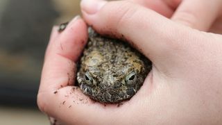 U Zooloskom vrtu u Zagrebu obiljezen Zablji dan u sklopu kojeg su se odrzavale razne radionice, a zainteresirani posjetitelji mogli su i dirati zabe. Photo: Tomislav Miletic/PIXSELL