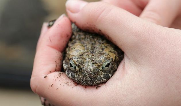 U Zooloskom vrtu u Zagrebu obiljezen Zablji dan u sklopu kojeg su se odrzavale razne radionice, a zainteresirani posjetitelji mogli su i dirati zabe. Photo: Tomislav Miletic/PIXSELL