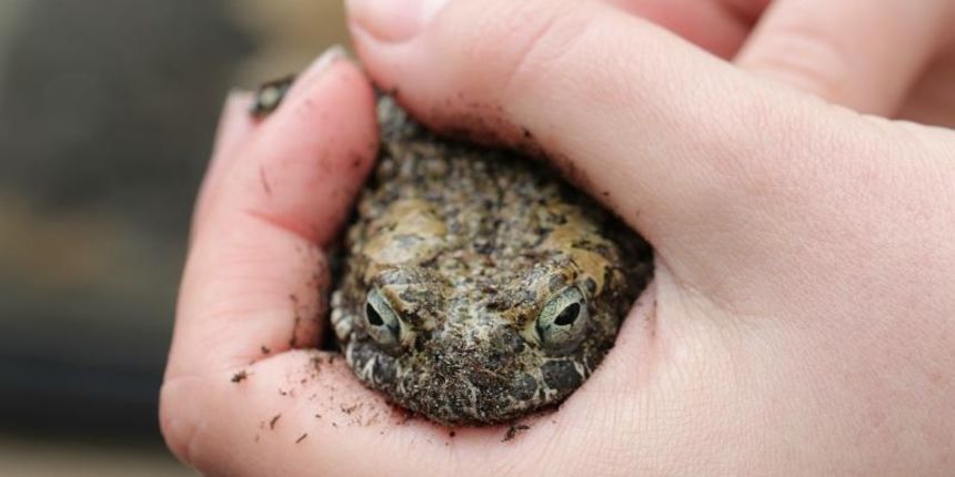 U Zooloskom vrtu u Zagrebu obiljezen Zablji dan u sklopu kojeg su se odrzavale razne radionice, a zainteresirani posjetitelji mogli su i dirati zabe. Photo: Tomislav Miletic/PIXSELL