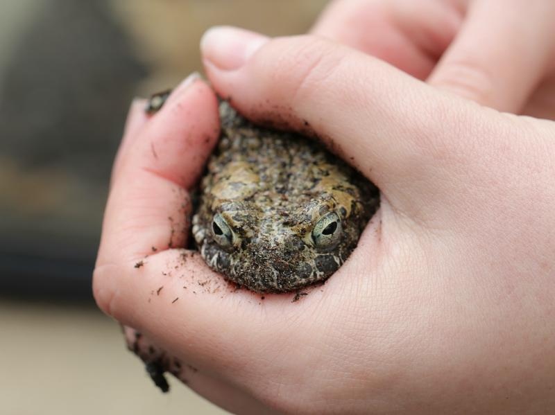 U Zooloskom vrtu u Zagrebu obiljezen Zablji dan u sklopu kojeg su se odrzavale razne radionice, a zainteresirani posjetitelji mogli su i dirati zabe. Photo: Tomislav Miletic/PIXSELL
