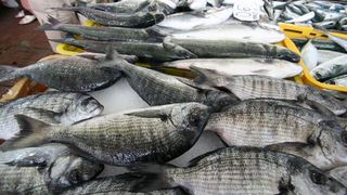 Image 1200513 (auto)