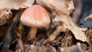 Lička jesen u znaku gljiva, Foto: Leo Banić