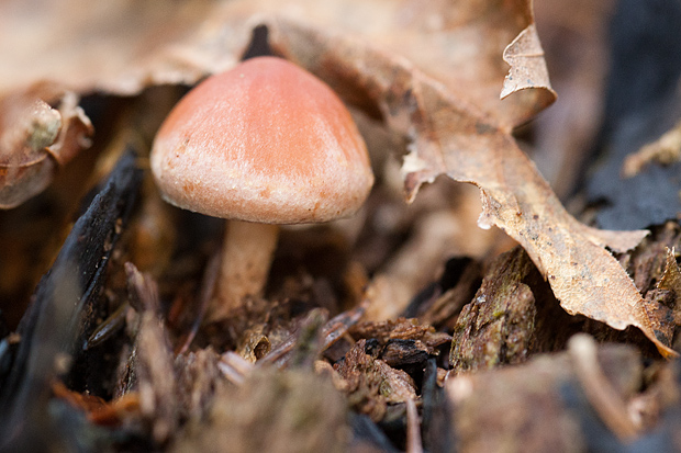 Lička jesen u znaku gljiva, Foto: Leo Banić