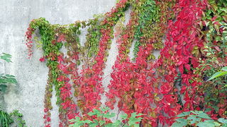 Boje zadarske jeseni. Foto: Mladen Malik