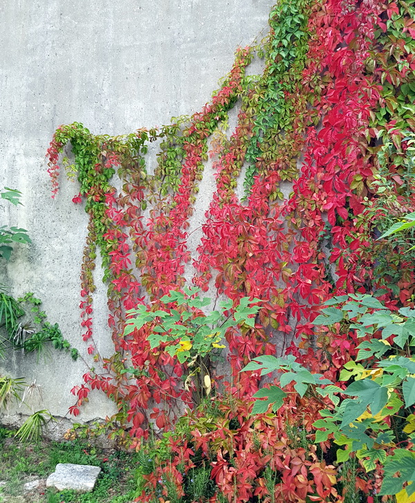 Boje zadarske jeseni. Foto: Mladen Malik