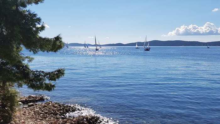 Zadarska Koka 2016. 22. listopada 2016. Foto: Mladen Malik Zadarska Koka 2016. 22. listopada 2016. Foto: Mladen Malik