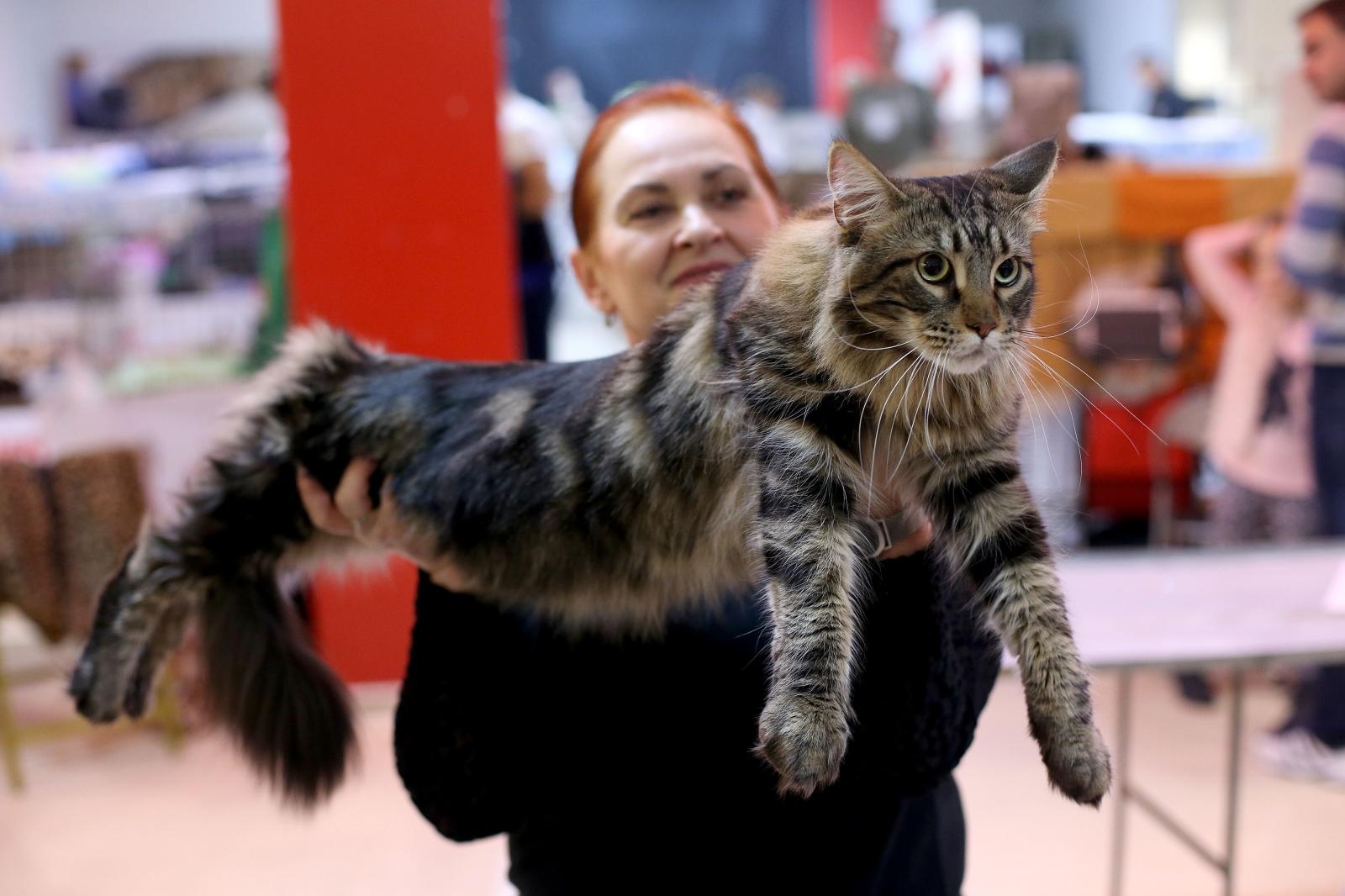 Pogledajte kako je bilo na Međunarodnoj izložbi mačaka u Westgateu