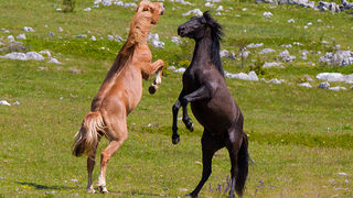 Divlji konji Velebita, foto: Leo Banic