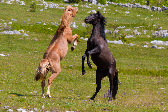 Divlji konji Velebita, foto: Leo Banic