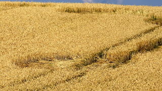 Cakovec, 280610.
Izmedju mjesta Donji Koncovscak i Sveti Martin na Muri u zitu pojavili su se misteriozni krugovi. Mjestani okolnih kuca ne vjeruju da se radi o vanzemaljcima, vec da je rijec o sali lokalnih mjestana.
Foto: Zeljko Hajdinjak / CROPIX Cakovec, 280610.
Izmedju mjesta Donji Koncovscak i Sveti Martin na Muri u zitu pojavili su se misteriozni krugovi. Mjestani okolnih kuca ne vjeruju da se radi o vanzemaljcima, vec da je rijec o sali lokalnih mjestana.
Foto: Zeljko Hajdinjak / CROPIX