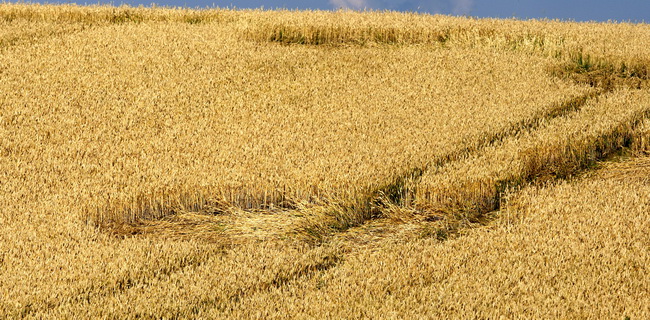 Cakovec, 280610.
Izmedju mjesta Donji Koncovscak i Sveti Martin na Muri u zitu pojavili su se misteriozni krugovi. Mjestani okolnih kuca ne vjeruju da se radi o vanzemaljcima, vec da je rijec o sali lokalnih mjestana.
Foto: Zeljko Hajdinjak / CROPIX Cakovec, 280610.
Izmedju mjesta Donji Koncovscak i Sveti Martin na Muri u zitu pojavili su se misteriozni krugovi. Mjestani okolnih kuca ne vjeruju da se radi o vanzemaljcima, vec da je rijec o sali lokalnih mjestana.
Foto: Zeljko Hajdinjak / CROPIX