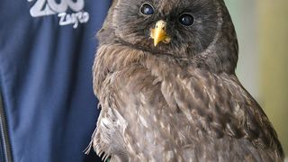 Rastopit će vam srce: Ozlijeđene sove na oporavku u zagrebačkom Zološkom vrtu