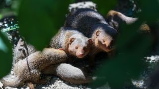 Mladunci patuljastog mungosa novi su stanovnici Zoološkog vrta Mladunci patuljastog mungosa novi su stanovnici Zoološkog vrta