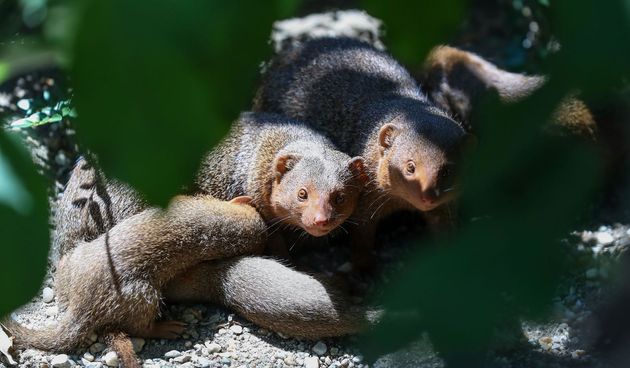 Mladunci patuljastog mungosa novi su stanovnici Zoološkog vrta