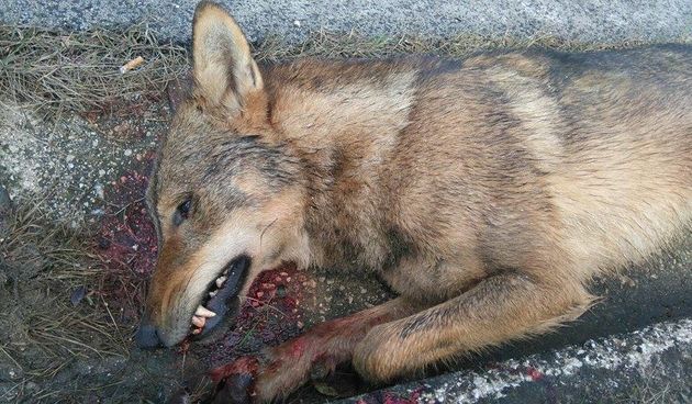 Uginuli vuk ostavljen uz Jadransku magistralu kod Poličnika