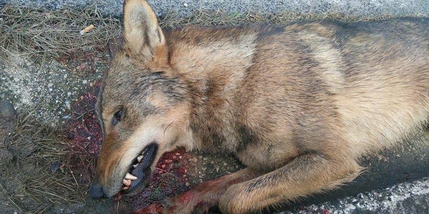 Uginuli vuk ostavljen uz Jadransku magistralu kod Poličnika