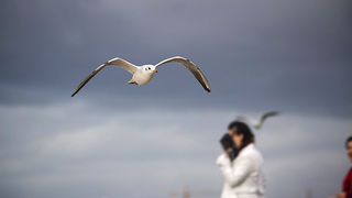 Galebov let (foto:Saša Čuka)