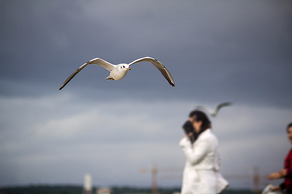 Galebov let (foto:Saša Čuka)