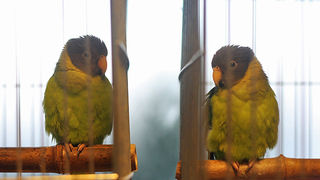 Ornitološko prvenstvo Hrvatske u hotelu Zadar (foto:Saša Čuka)