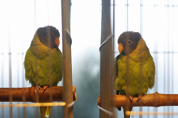 Ornitološko prvenstvo Hrvatske u hotelu Zadar (foto:Saša Čuka)
