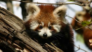 Bebe crvene pande u zagrebackom ZOO-u, Foto: ZOO Zagreb Bebe crvene pande u zagrebackom ZOO-u, Foto: ZOO Zagreb