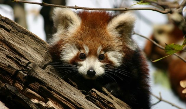 Bebe crvene pande u zagrebackom ZOO-u, Foto: ZOO Zagreb