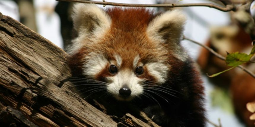 Bebe crvene pande u zagrebackom ZOO-u, Foto: ZOO Zagreb Bebe crvene pande u zagrebackom ZOO-u, Foto: ZOO Zagreb