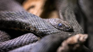 Stanari zagrebačkog Zoološkog vrta u zimskom razdoblju