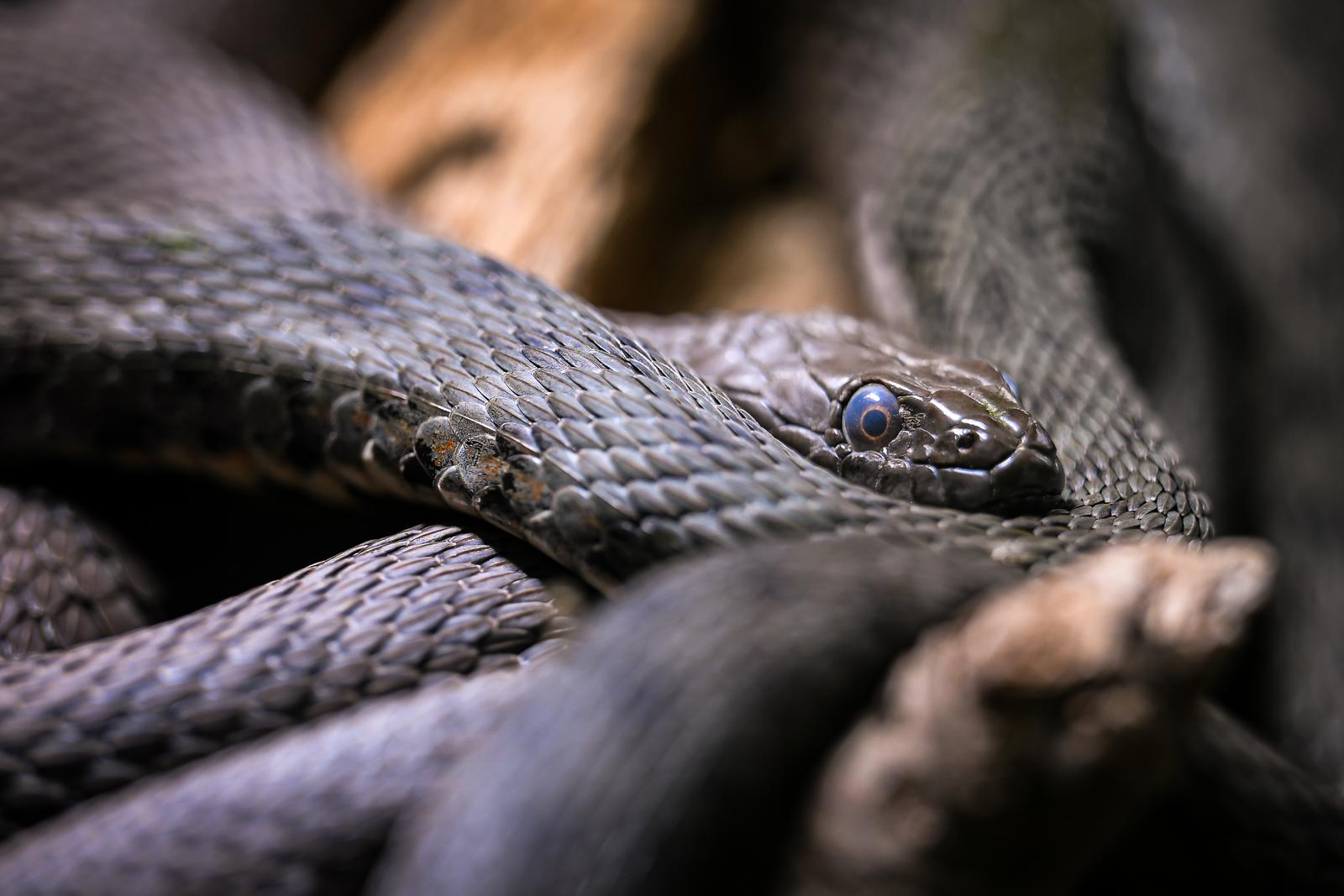 Stanari zagrebačkog Zoološkog vrta u zimskom razdoblju