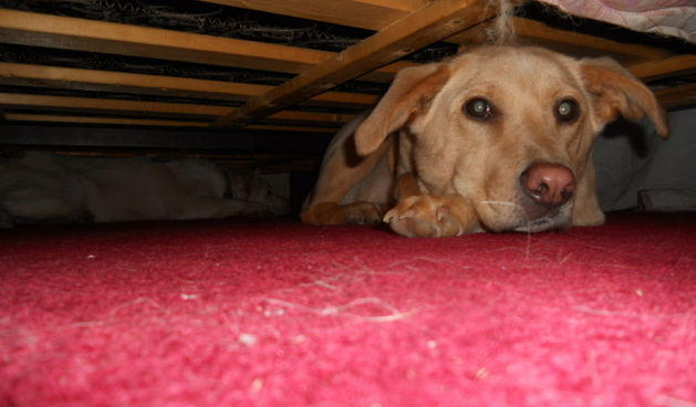 Prijatelji životinja pokreću peticiju: Nadglasajmo petarde svojim potpisima!